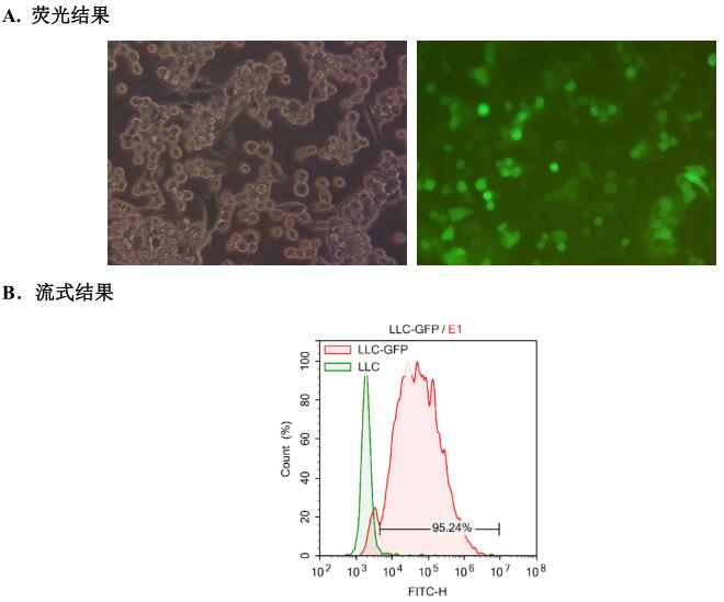LLC-GFP荧光检测报告图