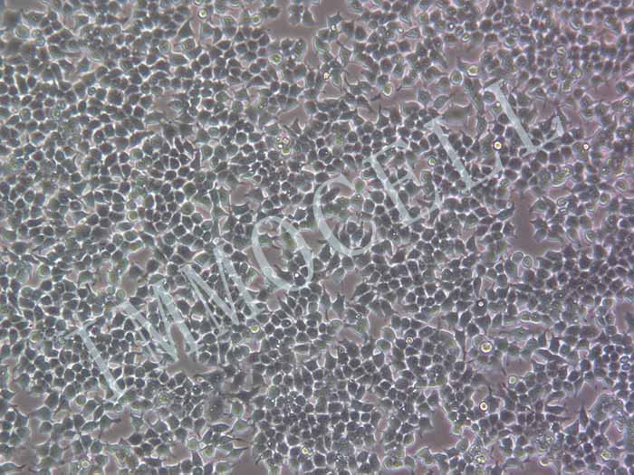 293T-LUC细胞图片