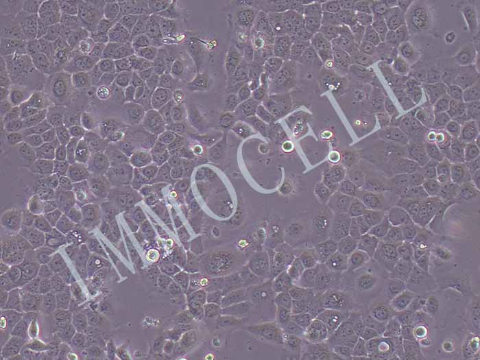 A431-LUC-PURO（人皮肤鳞癌细胞-荧光素酶标记）图片