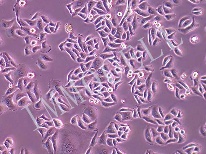 HELA-LUC细胞图片