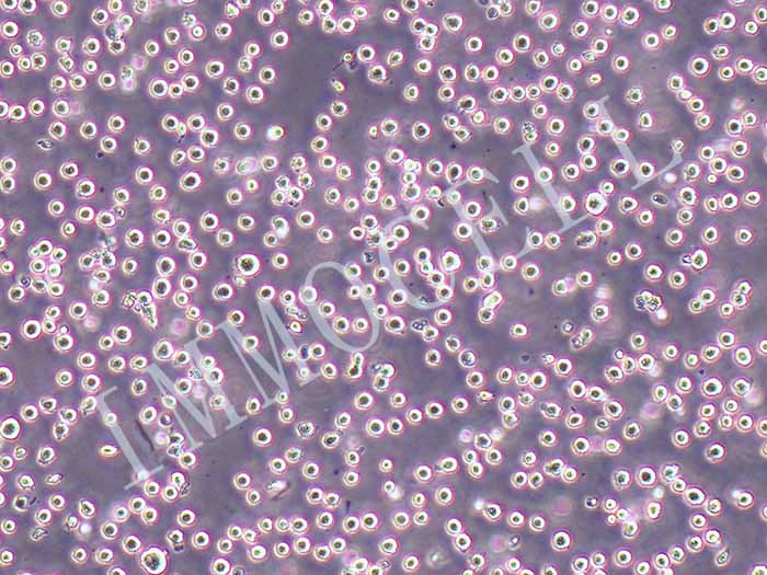 THP-1-LUC细胞图片