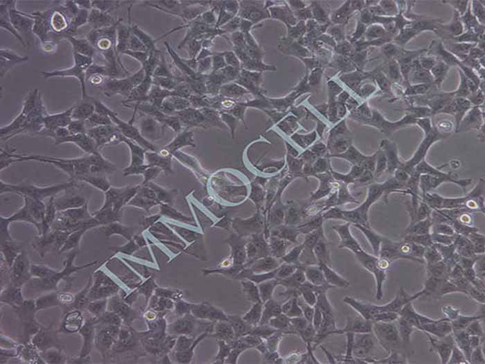 SN12-PM6-LUC人肾癌细胞图片