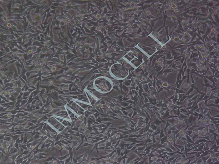 RM-1-LUC细胞图片