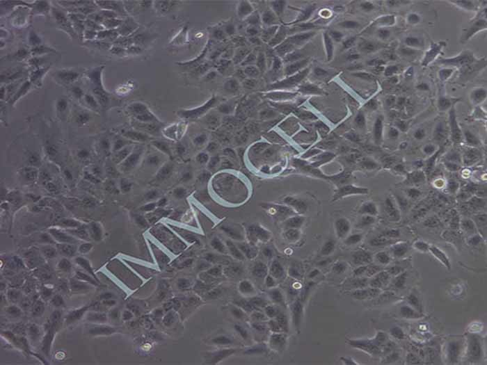 DU145-LUC细胞图片