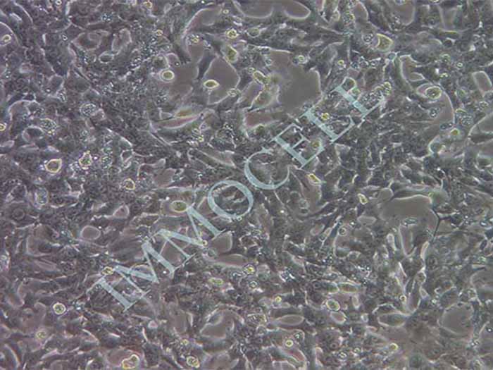 Hepa 1-6-LUC细胞图片