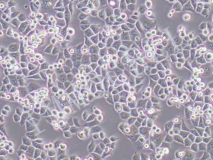 CNE2细胞图片