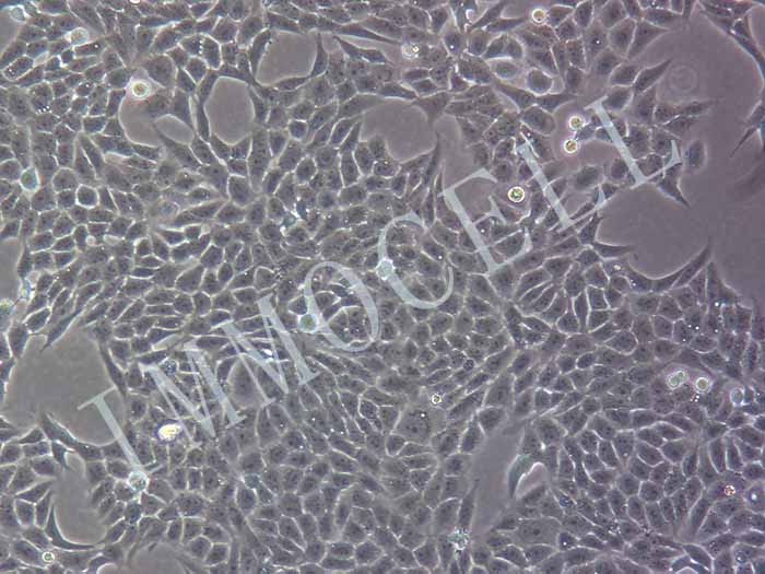 HGC27-LUC细胞图片