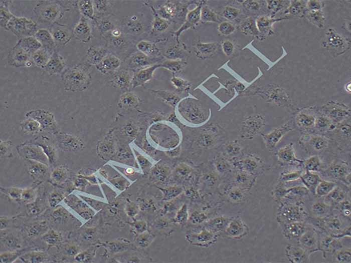 T24-LUC细胞图片
