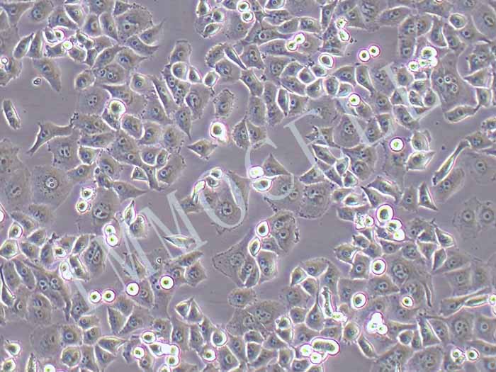 人胰腺癌细胞-荧光素酶标记图片