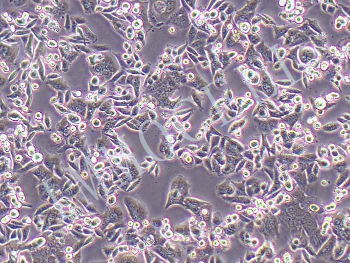 SW480-LUC细胞图片