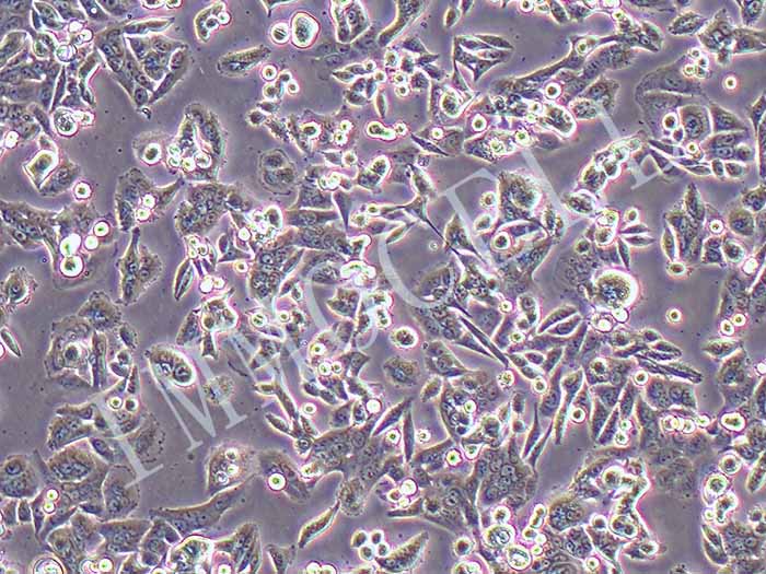 SW480-LUC细胞图片