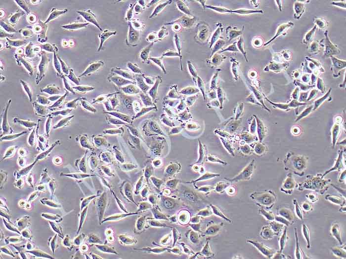 SIHA-LUC细胞图片