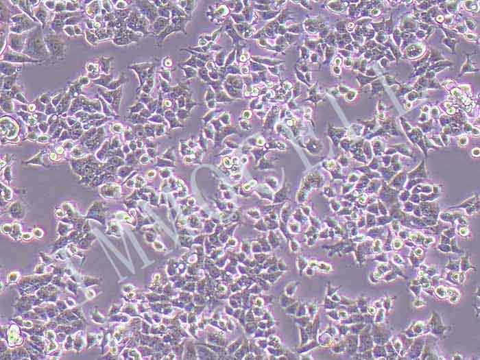 E0771-LUC细胞图片